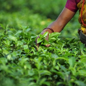 Tea Garden in Bangladesh